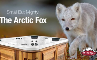Small, but Mighty: The Arctic Fox